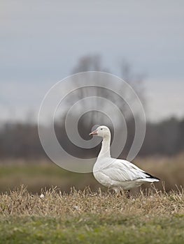 Lone snow goose walking along the edge of a pond looking for food in autumn in Canada