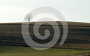 Lone solitary tree in field on horizon