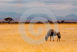 A lone Southern White bearded Wildebeast grazing in the wild at Amboseli National Park in Kenya