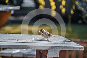 A lone Sparrow steals bread crumbs.