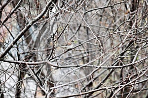 The lone sparrow among the thick bare branches of the tree in the autumn_