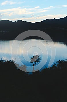 Lone spiny tree silhouetted against the  twilight sky reflections over lake Potrero de los Funes, in San Luis, Argentina.