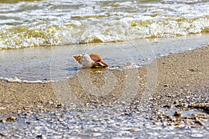 Lone spiral seashell on a sandy background