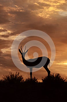 A lone springbok against the setting sun, near Mata-Mata, Kgalagadi Transfrontier National Park , South Africa