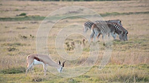 A lone springbok grazes in a field with two zebras