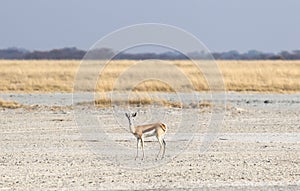 Lone springbok in the Makgadikgadi