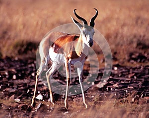 Lone Springbok in Mountain Zebra National Park