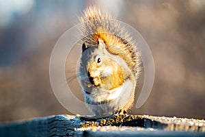 Squirrel in open grass field at night