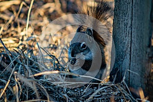 Squirrel in open grass field at night