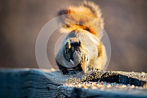 Squirrel in open grass field at night