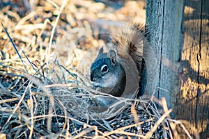 Squirrel in open grass field at night