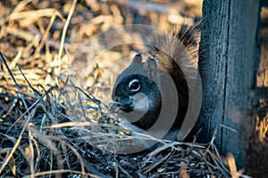 Squirrel in open grass field