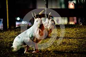 Rabbit in open grass field at night