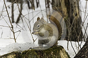 Lone squirrel in a winter scene