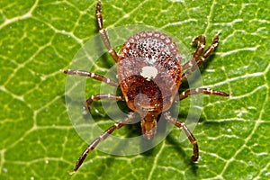 Lone Star Tick - Amblyomma americanum