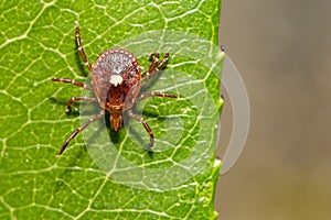 Lone Star Tick - Amblyomma americanum