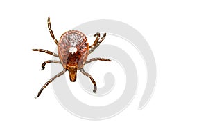 Lone Star Tick - Amblyomma americanum