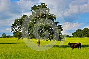 Lone Steer and Oak Tree on Texas Ranch Land