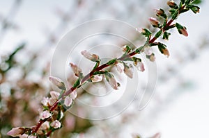 Lone stem of blossoming heather with pink flowers close up view