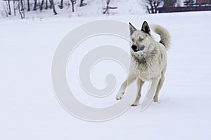 Lone street dog in a good mood playing with stick