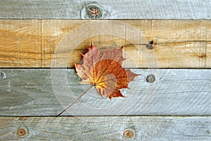 Lone Sugar Maple Leaf on Rustic Wood Background