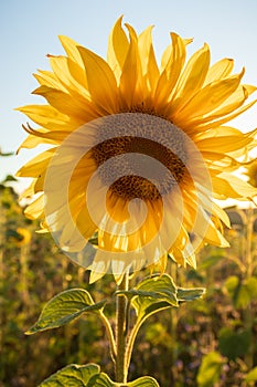 Lone sunflower in a field of flowers