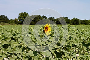 Lone sunflower
