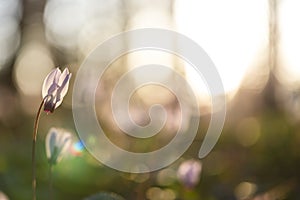 Lone sunlit cyclamen flowerbed with bokeh