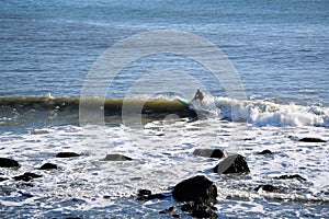 Lone surfer stands on board riding a set of waves toward rocky coastline and beach