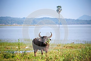 Surti water buffalo Bubalus bubalis standing in marshland, with watery background