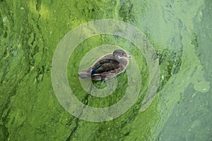 A lone surviving duck swims in dirty water. Pollution of nature. Blooming water. Disaster
