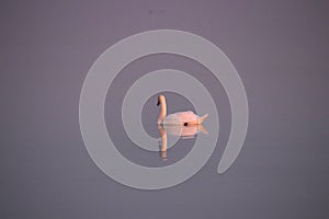 Lone swan just after sunset