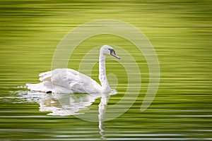 A lone swan swims peacefully in a small lake.