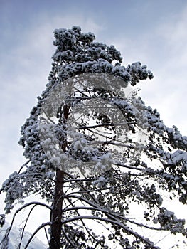 A lone tall pine tree in winter on a day. Its spreading evergreen branches are covered with snow