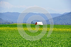 A lone tent within mustard fields in Kangra Valley, Himachal Pradesh, India