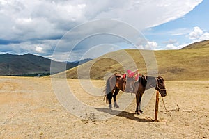 Lone tethered horse in Mongolia