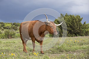 Lone Texas longhorn with storms in background
