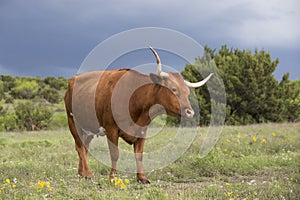 Lone Texas longhorn with storms in background photo