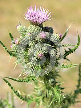 The Lone Thistle