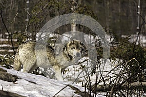 A lone timber wolf