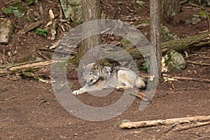 A lone Timber Wolf in a forest