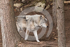A lone Timber Wolf in a forest
