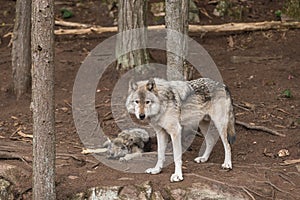 A lone Timber Wolf in a forest