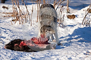 A lone Timber wolf or Grey Wolf (Canis lupus) feeding off of a carcass in the snow in Canada