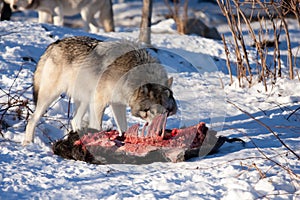 A lone Timber wolf or Grey Wolf (Canis lupus) feeding off of a carcass in the snow in Canada