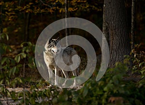 A lone Timber wolf or grey wolf (Canis lupus) hunting in the forest in autumn in Canada