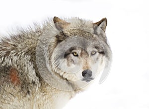 A lone Timber wolf or grey wolf (Canis lupus) isolated against a white background walking in the winter snow in Canada