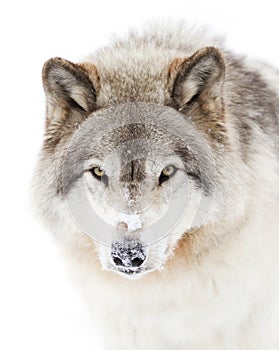 A lone Timber wolf or grey wolf (Canis lupus) isolated against a white background walking in the winter snow in Canada