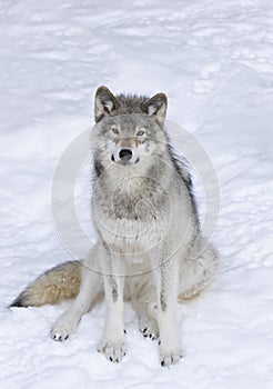 Lone Timber wolf or Grey Wolf Canis lupus isolated on white background sitting in the winter snow in Canada