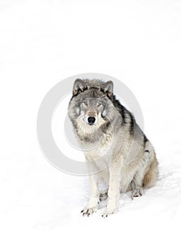 Lone Timber Wolf or Grey Wolf Canis lupus isolated on white background sitting in the winter snow in Canada